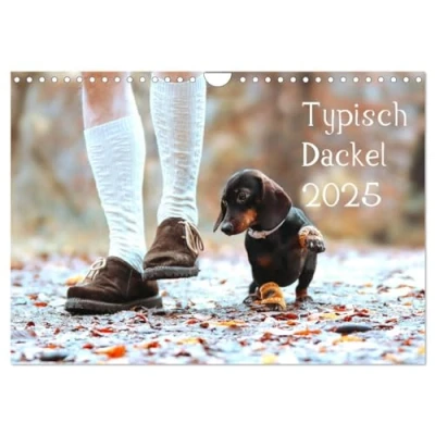 Abbildung von Typisch Dackel 2025 (Wandkalender DIN A4 quer), CALVENDO Monatskalender