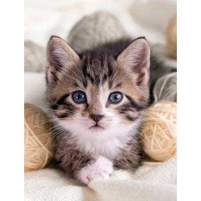 Abbildung von Wohndecke Mikrofaser Fotodruck &quot;Katze&quot;, KiNZLER