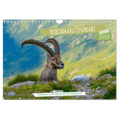 Abbildung von Bergkönige Steinböcke im Blickpunkt der Naturforografie (Wandkalender 2025 DIN A4 quer), CALVENDO Monatskalender