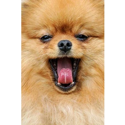 Abbildung von Pomeranian Notebook: lined writing journal, diary: 120 college ruled pages