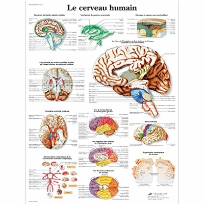Abbildung von 3B Scientific Lehrtaffel laminiert Le cerveau humain Französisch