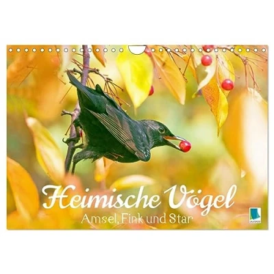 Abbildung von Amsel, Fink und Star: Heimische Vögel (Wandkalender 2025 DIN A4 quer), CALVENDO Monatskalender