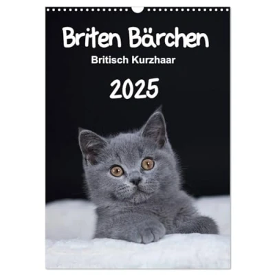 Abbildung von Briten Bärchen Britisch Kurzhaar 2025 (Wandkalender DIN A3 hoch), CALVENDO Monatskalender