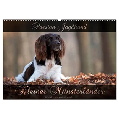 Abbildung von Passion Jagdhund Kleiner Münsterländer (Wandkalender 2025 DIN A2 quer), CALVENDO Monatskalender
