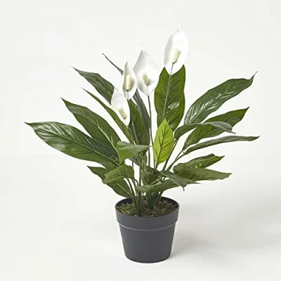 Abbildung von HOMESCAPES künstliche Friedenslilie im Topf, Kunstpflanze Spathiphyllum Wallisii mit weißen Blüten, Scheidenblatt, tropische Pflanze für den Indoor Bereich, Einblatt, 60 cm hoch