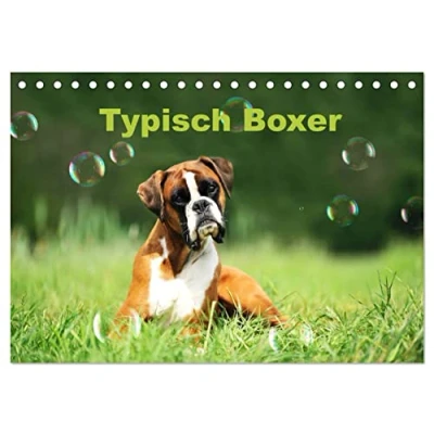 Abbildung von Typisch Boxer (Tischkalender 2025 DIN A5 quer), CALVENDO Monatskalender