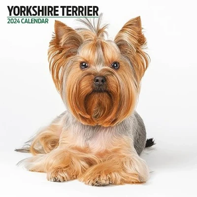 Abbildung von Yorkshire Terrier Modern Kalender 2024