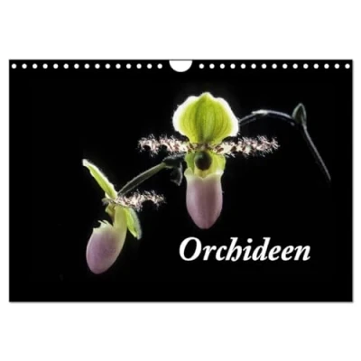 Abbildung von Orchideen 2025 (Wandkalender DIN A4 quer), CALVENDO Monatskalender