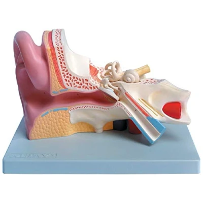 Abbildung von Gima 5 teiliges anatomisches Modell des menschlichen Ohrs, 3X Vergrößerung