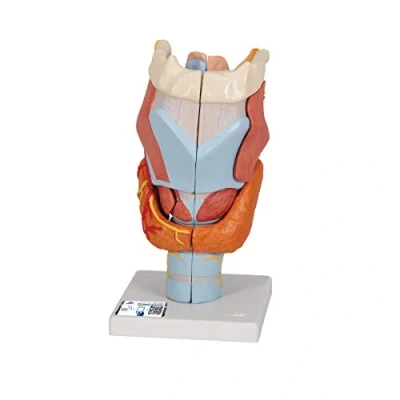Abbildung von 3B Scientific Menschliche Anatomie Kehlkopfmodell, 2 fache Größe, 7 teilig + kostenlose App Smart Anatomy, G21