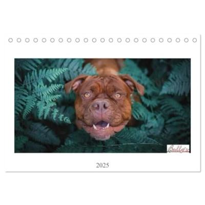 Abbildung von Wunderschöne Bulldoggen (Tischkalender 2025 DIN A5 quer), CALVENDO Monatskalender