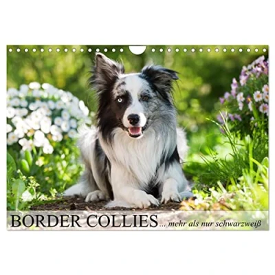 Abbildung von Border Collies nicht nur schwarzweiß (Wandkalender 2025 DIN A4 quer), CALVENDO Monatskalender