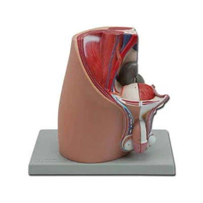 Abbildung von Gima 4 teiliges Anatomisches Modell der Menschlichen Männlichen Geschlechtsorgane, Zerlegtes Becken, 1X Vergrößerung