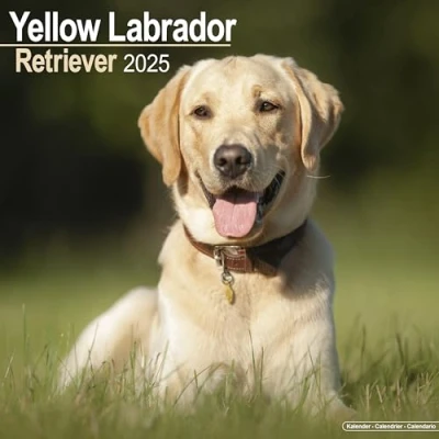 Abbildung von Yellow Labrador Retriever Gelber 2025 16 Monatskalender: Original Avonside Kalender [Mehrsprachig] [Kalender] (Wall Kalender)