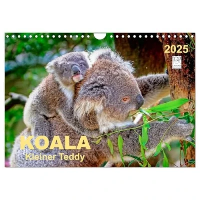 Abbildung von Koala kleiner Teddy (Wandkalender 2025 DIN A4 quer), CALVENDO Monatskalender: Koalas süße kleine Teddybären