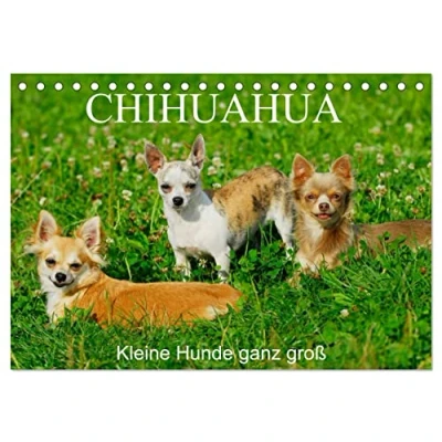 Abbildung von Chihuahua Kleine Hunde ganz groß (Tischkalender 2025 DIN A5 quer), CALVENDO Monatskalender
