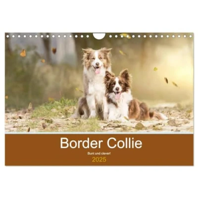 Abbildung von Border Collie Bunt und clever! (Wandkalender 2025 DIN A4 quer), CALVENDO Monatskalender