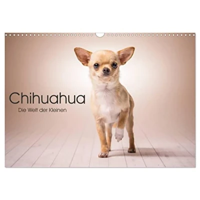 Abbildung von Chihuahua Die Welt der Kleinen (Wandkalender 2025 DIN A3 quer), CALVENDO Monatskalender