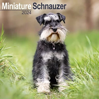 Abbildung von Miniature Schnauzer Zwergschnauzer 2024 16 Monatskalender: Original Avonside Kalender [Mehrsprachig] [Kalender] (Wall Kalender)