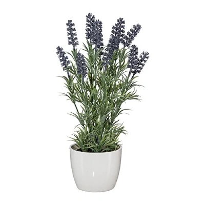 Abbildung von Gasper Lavendel im Topf