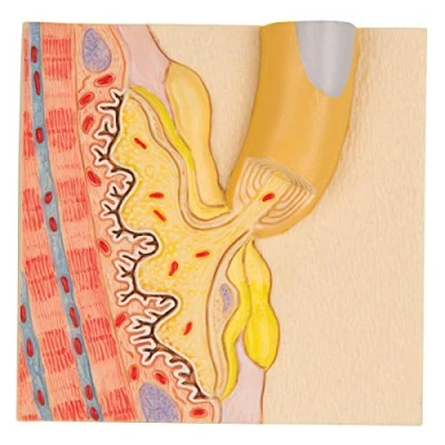Abbildung von 3B Scientific Menschliche Anatomie Motorische Endplatte