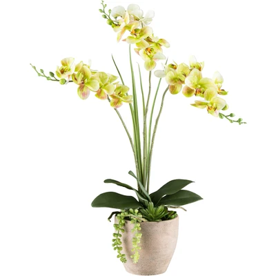 Abbildung von Creativ green Kunstorchidee &quot;Orchidee Phalaenopsis&quot;, mit Sukkulenten und Graszweigen arrangiert