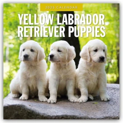 Abbildung von Yellow Labrador Retriever Puppies Gelbe Welpen 2025 16 Monatskalender: Original Red Robin Publishing Ltd Kalender [Mehrsprachig] [Kalender] (Wall Kalender)