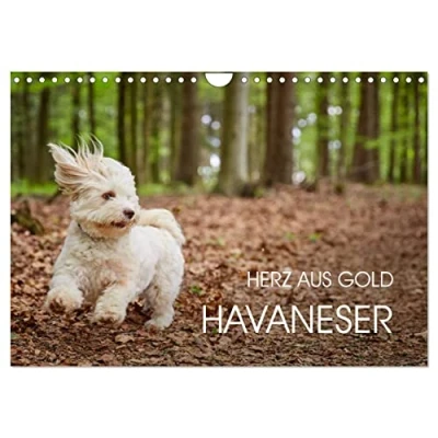Abbildung von Havaneser Herz aus Gold (Wandkalender 2025 DIN A4 quer), CALVENDO Monatskalender