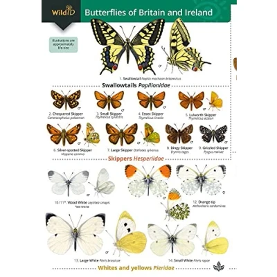 Abbildung von Guide to the butterflies of Britain and Ireland