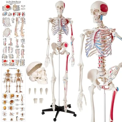 Abbildung von tectake® Anatomie Human Skelett lebensgroß, mit Stand Fuß auf Rollen, Skelettmodell Muskelbemalung, Torso, Teil Nervensystem, für Ausbildung, Medizin Studium, Chiropraktik, Science Kit