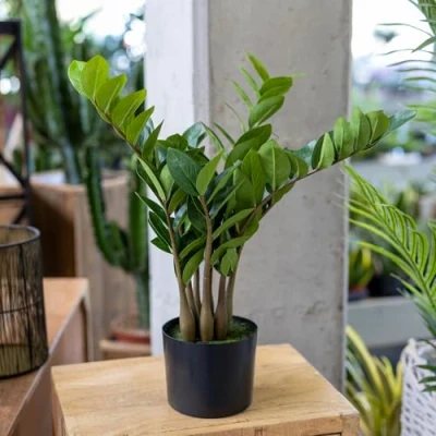 Abbildung von DARO DEKO künstliche Zimmerpflanze Zamioculcas 57cm im Topf Zier Pflanze Kunstpflanze Tischdeko