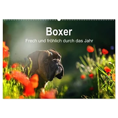 Abbildung von Boxer Frech und fröhlich durch das Jahr (Wandkalender 2025 DIN A2 quer), CALVENDO Monatskalender