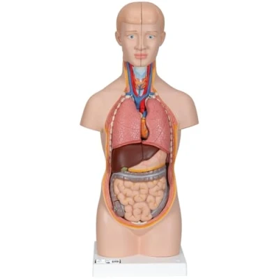 Abbildung von 3B Scientific Menschliche Anatomie Mini Torso, 12 teilig + kostenlose App Smart Anatomy, B22