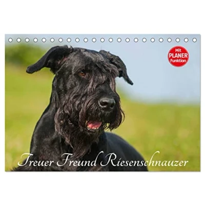 Abbildung von Treuer Freund Riesenschnauzer (Tischkalender 2025 DIN A5 quer), CALVENDO Monatskalender