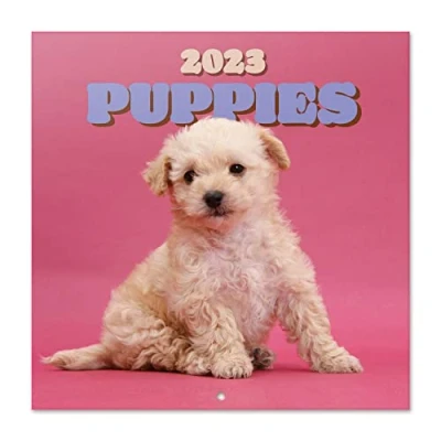 Abbildung von Grupo Erik Wandkalender 2023, Hunde Wandkalender, Kalender zum Aufhängen, 2023 Familienkalender offizielle Lizenz, FSC zertifiziert