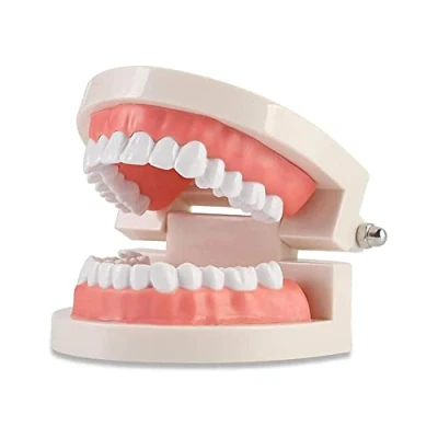 Abbildung von WANGCL Zähne Dental Demonstrationsmodell Zahnmodell Anatomisches für Zahnunterricht oder Mundpflege