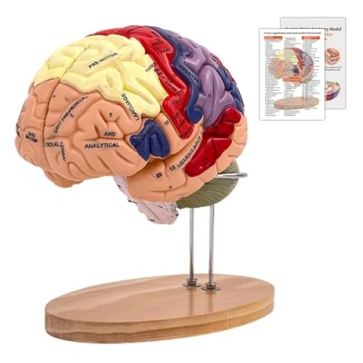 Abbildung von Menschliches Gehirn Modell für Anatomie &amp; Neuroanatomie, 2X Lebensgroßes Zerlegbar 4 teiliges Human Brain Model Bunt mit Etiketten Display Basis, Medizinisches Lehren, Bildung,