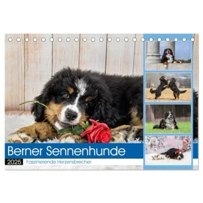 Abbildung von Berner Sennenhunde Faszinierende Herzensbrecher (Tischkalender 2025 DIN A5 quer), CALVENDO Monatskalender