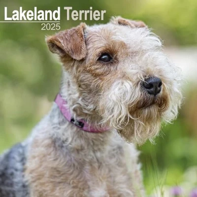 Abbildung von Lakeland Terrier Calendar 2025 Square Dog Breed Wall 16 Month
