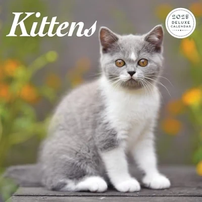 Abbildung von Kitten Deluxe Kalender 2025