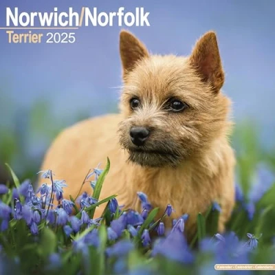 Abbildung von Norfolk Terrier 2025 16 Monatskalender Original Avonside Kalender [Mehrsprachig] [Kalender] (Wall Kalender)