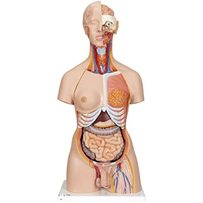 Abbildung von 3B Scientific Deluxe Torso Modell, in Luxus Ausführung, zweigeschlechtlich, mit offenem Rücken, 28 teilig + kostenlose Anatomie App Smart Anatomy