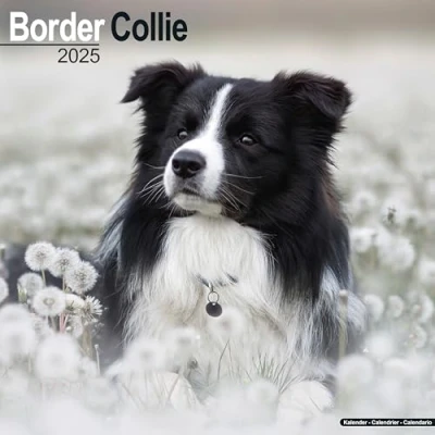 Abbildung von Border Collie 2025 16 Monatskalender: Original Avonside Kalender [Mehrsprachig] [Kalender] (Wall Kalender)