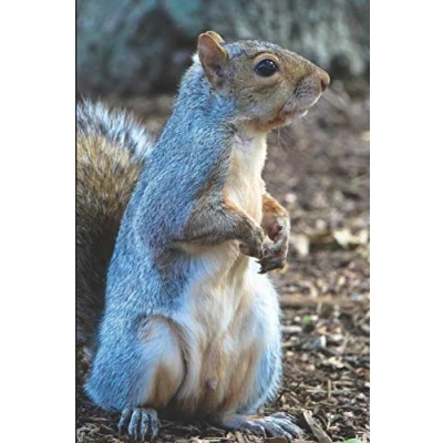 Abbildung von Eichhörnchen Tagebuch: liniertes Notizbuch mit Bild 120 Seiten a5+