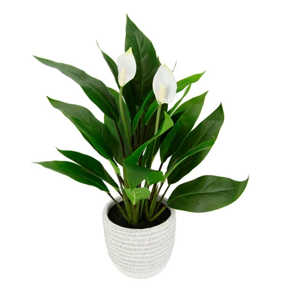 Abbildung von I.GE.A. Kunstpflanze &quot;Spathiphyllum&quot;, im Topf Anthurie Calla Flamingoblume exotische Pflanze weiße Blüten