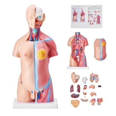 Abbildung von VEVOR 45cm Unisex Torso Anatomie Modell PVC Menschlicher Körper mit 23 Teile für Medizinstudenten Ärzte und Lehrer Hautfarbe