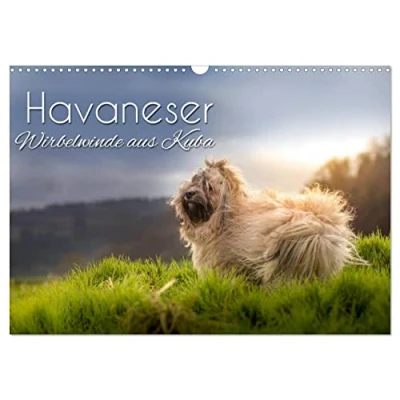 Abbildung von Havaneser Wirbelwinde aus Kuba (Wandkalender 2025 DIN A3 quer), CALVENDO Monatskalender