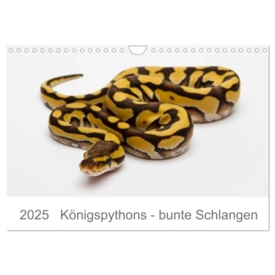 Abbildung von Königspythons bunte Schlangen (Wandkalender 2025 DIN A4 quer), CALVENDO Monatskalender