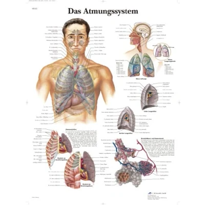 Abbildung von 3B Scientific Lehrtafel Das Atmungssystem