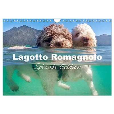 Abbildung von Lagotto Romagnolo Splash Edition (Wandkalender 2025 DIN A4 quer), CALVENDO Monatskalender